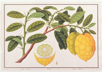 Limo Soe Sooe, Atrong or Citrus Medica, from Drawings of Plants from Malacca, c.1805-18 by Chinese School